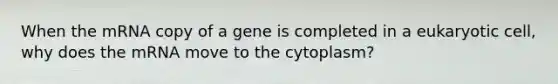 When the mRNA copy of a gene is completed in a eukaryotic cell, why does the mRNA move to the cytoplasm?