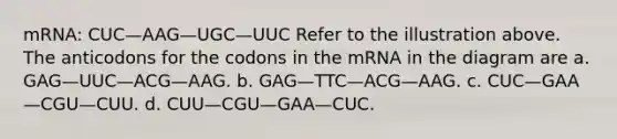 mRNA: CUC—AAG—UGC—UUC Refer to the illustration above. The anticodons for the codons in the mRNA in the diagram are a. GAG—UUC—ACG—AAG. b. GAG—TTC—ACG—AAG. c. CUC—GAA—CGU—CUU. d. CUU—CGU—GAA—CUC.