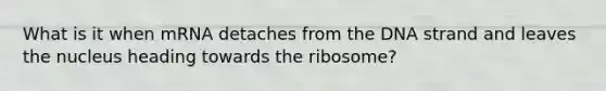 What is it when mRNA detaches from the DNA strand and leaves the nucleus heading towards the ribosome?