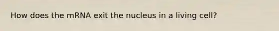 How does the mRNA exit the nucleus in a living cell?