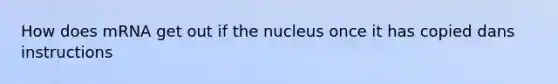 How does mRNA get out if the nucleus once it has copied dans instructions