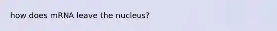 how does mRNA leave the nucleus?