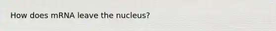 How does mRNA leave the nucleus?