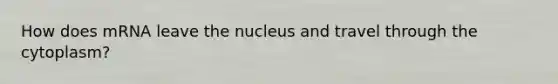 How does mRNA leave the nucleus and travel through the cytoplasm?