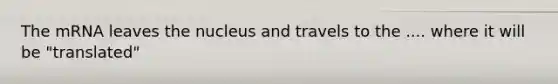 The mRNA leaves the nucleus and travels to the .... where it will be "translated"