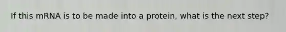 If this mRNA is to be made into a protein, what is the next step?