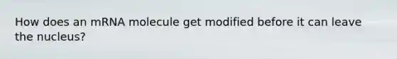 How does an mRNA molecule get modified before it can leave the nucleus?