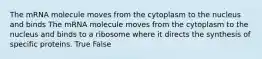 The mRNA molecule moves from the cytoplasm to the nucleus and binds The mRNA molecule moves from the cytoplasm to the nucleus and binds to a ribosome where it directs the synthesis of specific proteins. True False