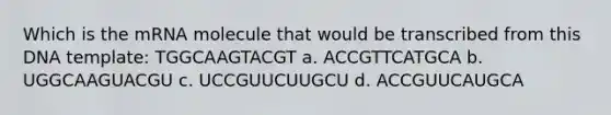 Which is the mRNA molecule that would be transcribed from this DNA template: TGGCAAGTACGT a. ACCGTTCATGCA b. UGGCAAGUACGU c. UCCGUUCUUGCU d. ACCGUUCAUGCA