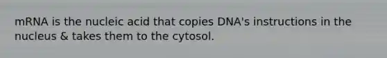 mRNA is the nucleic acid that copies DNA's instructions in the nucleus & takes them to the cytosol.