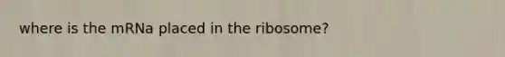 where is the mRNa placed in the ribosome?