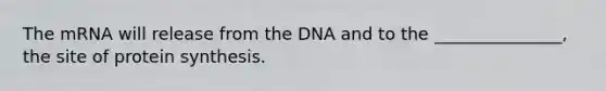 The mRNA will release from the DNA and to the _______________, the site of <a href='https://www.questionai.com/knowledge/kVyphSdCnD-protein-synthesis' class='anchor-knowledge'>protein synthesis</a>.