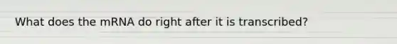 What does the mRNA do right after it is transcribed?
