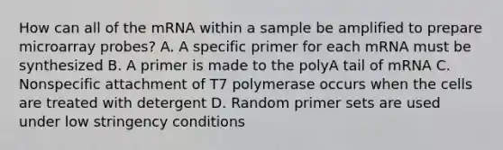 How can all of the mRNA within a sample be amplified to prepare microarray probes? A. A specific primer for each mRNA must be synthesized B. A primer is made to the polyA tail of mRNA C. Nonspecific attachment of T7 polymerase occurs when the cells are treated with detergent D. Random primer sets are used under low stringency conditions