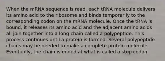 When the mRNA sequence is read, each tRNA molecule delivers its amino acid to the ribosome and binds temporarily to the corresponding codon on the mRNA molecule. Once the tRNA is bound, it releases its amino acid and the adjacent amino acids all join together into a long chain called a polypeptide. This process continues until a protein is formed. Several polypeptide chains may be needed to make a complete protein molecule. Eventually, the chain is ended at what is called a stop codon.