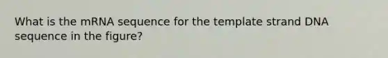 What is the mRNA sequence for the template strand DNA sequence in the figure?