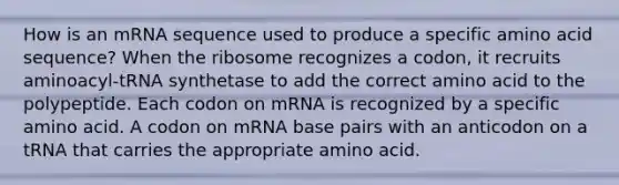 How is an mRNA sequence used to produce a specific amino acid sequence? When the ribosome recognizes a codon, it recruits aminoacyl-tRNA synthetase to add the correct amino acid to the polypeptide. Each codon on mRNA is recognized by a specific amino acid. A codon on mRNA base pairs with an anticodon on a tRNA that carries the appropriate amino acid.