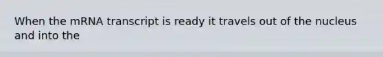 When the mRNA transcript is ready it travels out of the nucleus and into the