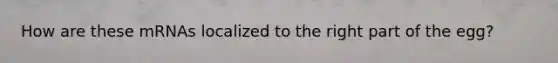 How are these mRNAs localized to the right part of the egg?