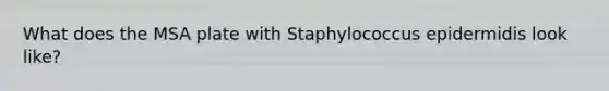 What does the MSA plate with Staphylococcus epidermidis look like?