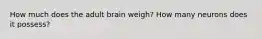 How much does the adult brain weigh? How many neurons does it possess?