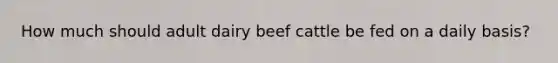 How much should adult dairy beef cattle be fed on a daily basis?