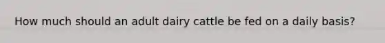 How much should an adult dairy cattle be fed on a daily basis?