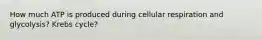 How much ATP is produced during cellular respiration and glycolysis? Krebs cycle?