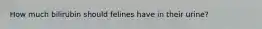 How much bilirubin should felines have in their urine?