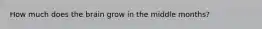 How much does the brain grow in the middle months?