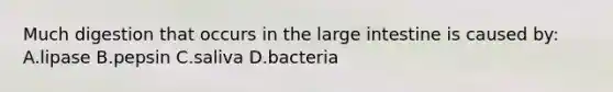 Much digestion that occurs in the large intestine is caused by: A.lipase B.pepsin C.saliva D.bacteria