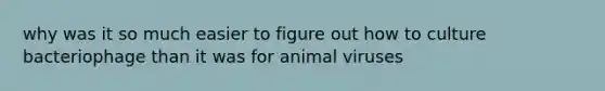 why was it so much easier to figure out how to culture bacteriophage than it was for animal viruses