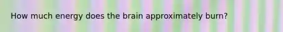 How much energy does the brain approximately burn?