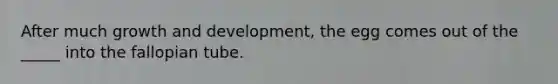 After much growth and development, the egg comes out of the _____ into the fallopian tube.