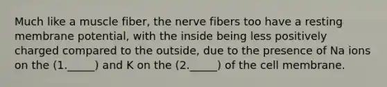 Much like a muscle fiber, the nerve fibers too have a resting membrane potential, with the inside being less positively charged compared to the outside, due to the presence of Na ions on the (1._____) and K on the (2._____) of the cell membrane.