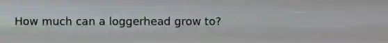 How much can a loggerhead grow to?