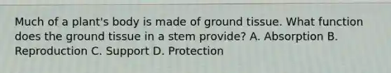 Much of a plant's body is made of ground tissue. What function does the ground tissue in a stem provide? A. Absorption B. Reproduction C. Support D. Protection