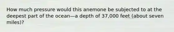 How much pressure would this anemone be subjected to at the deepest part of the ocean—a depth of 37,000 feet (about seven miles)?