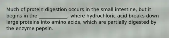 Much of protein digestion occurs in the small intestine, but it begins in the ____________, where hydrochloric acid breaks down large proteins into amino acids, which are partially digested by the enzyme pepsin.