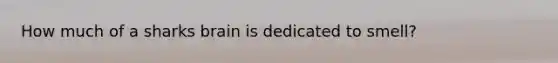 How much of a sharks brain is dedicated to smell?