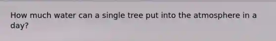 How much water can a single tree put into the atmosphere in a day?