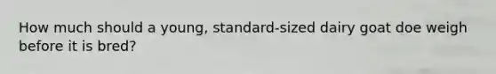 How much should a young, standard-sized dairy goat doe weigh before it is bred?
