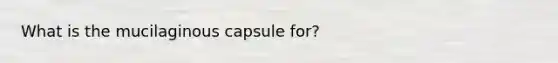 What is the mucilaginous capsule for?