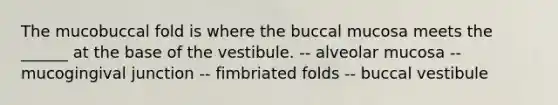 The mucobuccal fold is where the buccal mucosa meets the ______ at the base of the vestibule. -- alveolar mucosa -- mucogingival junction -- fimbriated folds -- buccal vestibule