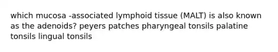 which mucosa -associated lymphoid tissue (MALT) is also known as the adenoids? peyers patches pharyngeal tonsils palatine tonsils lingual tonsils