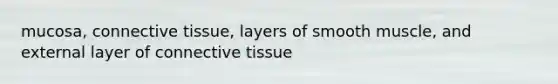 mucosa, connective tissue, layers of smooth muscle, and external layer of connective tissue