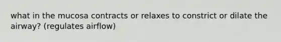 what in the mucosa contracts or relaxes to constrict or dilate the airway? (regulates airflow)