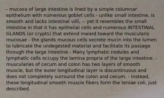 - mucosa of large intestine is lined by a simple columnar epithelium with numerous goblet cells - unlike small intestine, is smooth and lacks intestinal villi, -- yet it resembles the small intestine in that it has epithelial cells and numerous INTESTINAL GLANDS (or crypts) that extend inward toward the muscularis mucosae - the glands mucous cells secrete mucin into the lumen to lubricate the undegested material and facilitate its passage through the large intestine - Many lymphatic nodules and lymphatic cells occupy the lamina propria of the large intestine. - muscularies of cecum and colon has two layers of smooth muscle, but the outer longitudinal layer is discontinuous and does not completely surround the colon and cecum. - Instead, these longitudinal smooth muscle fibers form the teniae coli, just described.