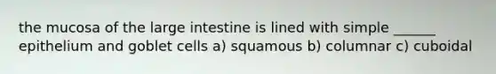 the mucosa of the large intestine is lined with simple ______ epithelium and goblet cells a) squamous b) columnar c) cuboidal