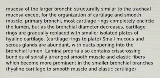 mucosa of the larger bronchi: structurally similar to the tracheal mucosa except for the organization of cartilage and smooth muscle. primary bronchi, most cartilage rings completely encircle the lumen, but as the bronchial diameter decreases, cartilage rings are gradually replaced with smaller isolated plates of hyaline cartilage. (cartilage rings to plate) Small mucous and serous glands are abundant, with ducts opening into the bronchial lumen. Lamina propria also contains crisscrossing bundles of spirally arranged smooth muscle and elastic fibers which become more prominent in the smaller bronchial branches (hyaline cartilage to smooth muscle and elastic cartilage)